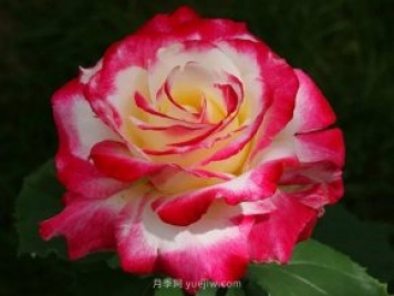 3個(gè)技巧，讓月季更美麗更濃香