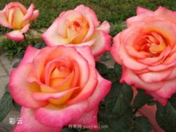 愛不起來的4種花卉，包含月季，缺點(diǎn)多于優(yōu)點(diǎn)