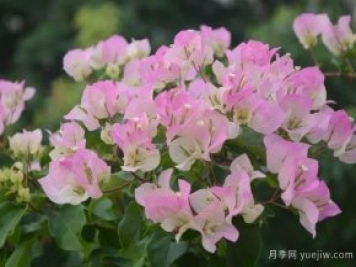 三角梅入秋管理做好4點(diǎn)，花開到過(guò)年