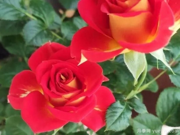 盆栽月季新寵-雙魚座陽臺，美若玫瑰四季都開花