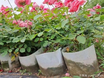 盆栽月季長(zhǎng)勢(shì)飛快，是用了激素還是另有秘密？