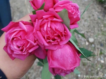 中國(guó)10大古老月季品種有哪些？花美花期長(zhǎng)
