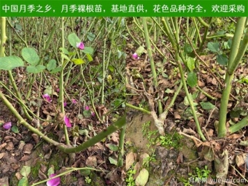 養(yǎng)護(hù)注意4點(diǎn)，提高月季裸根苗的成活率