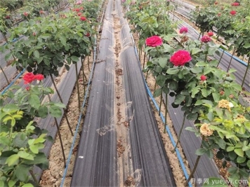 種植業(yè)是什么？國家扶持的種植業(yè)項目有哪些？