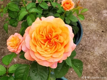 月季花上盆、翻盆與換盆方法