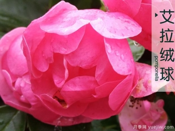 3個(gè)粉色大花濃香月季品種