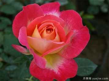 現(xiàn)代樹狀月季在園林景觀中的廣泛應(yīng)用，一起來看看吧