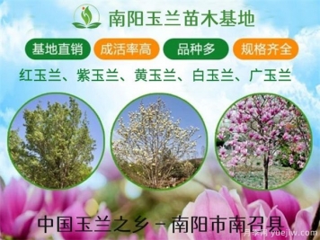 紫玉蘭矮化辦法，南陽白玉蘭修剪方法