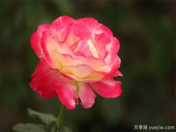 藤本月季和豐花月季從花型上如何區(qū)別