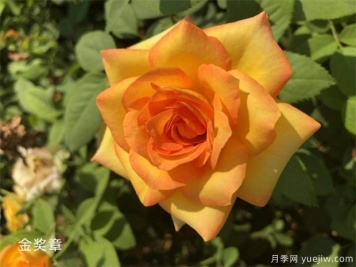 豐花月季和灌木月季有什么區(qū)別？