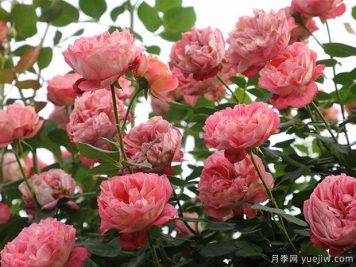 推薦5個抗病性強的藤本月季品種，新手輕松種植
