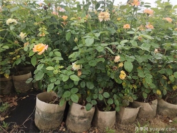 盆栽月季花如何打理？10店小細(xì)節(jié)注意