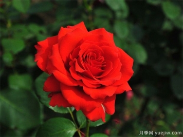 什么時(shí)候，怎樣種月季花最好？