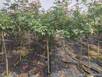 月季花如何定植，您知道嗎？