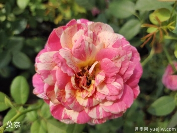 適合新手的月季莫奈，做好4個細(xì)節(jié)，長勢旺旺