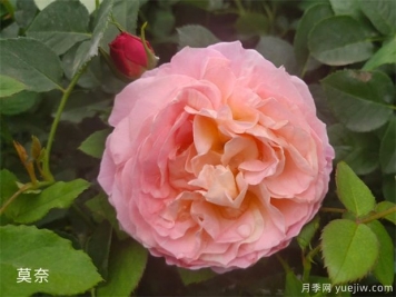 月季花施肥方法，月季養(yǎng)護(hù)如何施肥