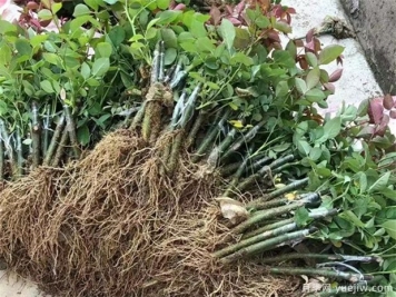 月季嫁接苗和扦插苗有什么不同？有哪些優(yōu)點缺點？