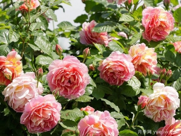 什么時候種植月季合適？春夏兩季種植月季有什么特點？