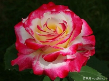 推薦4個經(jīng)典的月季花品種，陽臺盆栽佳品
