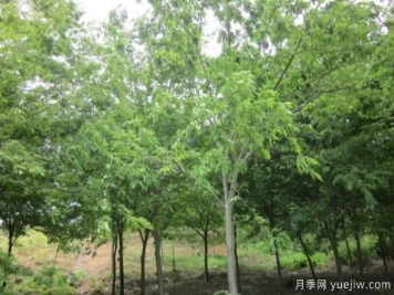 樸樹與櫸樹存在著哪些區(qū)別？