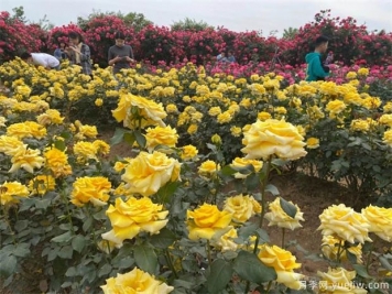 月季如何養(yǎng)開花多，要避開這些月季種植誤區(qū)