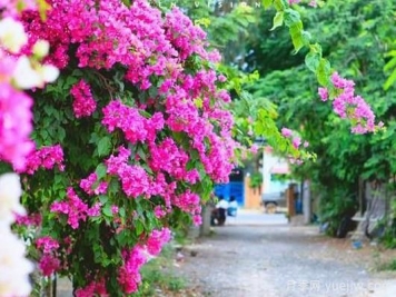 三角梅是哪里的市花？三角梅市花的意義