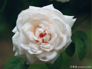 談?wù)勚袊?guó)月季的發(fā)展史，致敬中國(guó)的月季育種家前輩們！