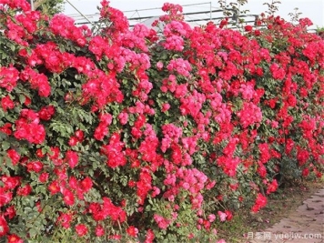 爬藤月季和薔薇哪個(gè)漂亮？區(qū)別和價(jià)格