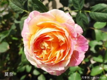推薦公認的6款零差評的月季花，顏值高好養(yǎng)護