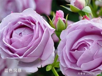 25個(gè)藍(lán)紫色月季品種大合集，天然藍(lán)紫美到心里
