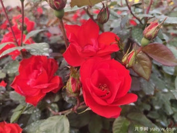 推薦8款豐花月季品種介紹，花滿枝頭，園林應(yīng)用花量多