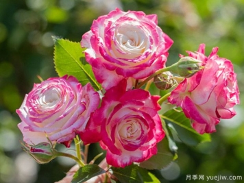 月季黑星病的病癥是怎樣的？如何進(jìn)行防治？