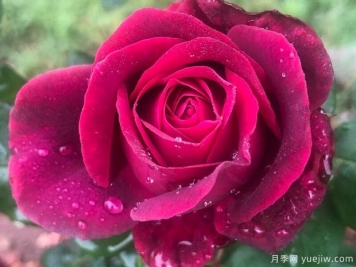 推薦7個科德斯超級抗病的月季品種，高品質(zhì)有芬芳低維護