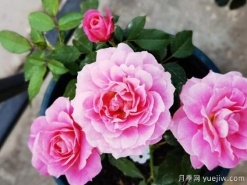 牡丹花，養(yǎng)護小知識
