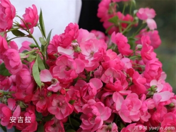 14個(gè)藤本月季品種推薦，哪個(gè)品種好