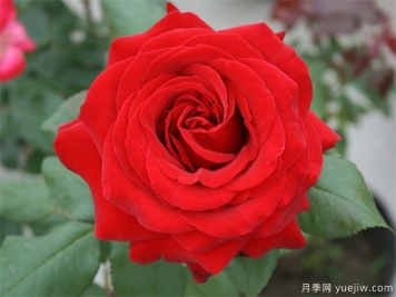 推薦10個絲絨月季，花大色艷華麗