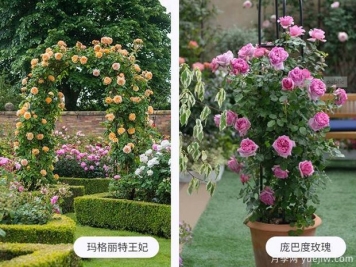 藤本月季什么時(shí)候牽引比較好呢？