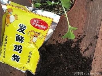 花卉綠植常用三大花肥分析，有機肥、無機肥、發(fā)酵各種糞