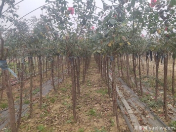 苗木人都知道，秋季要翻耕，苗圃要冬灌