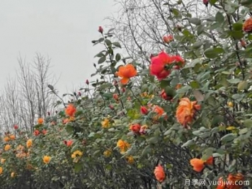 嚴(yán)冬月季花盛開，杭州高架月季實現(xiàn)超長待機