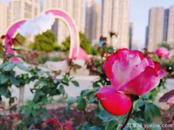 南寧市花卉公園三萬(wàn)株月季盛開 邂逅綠城冬日的小浪漫