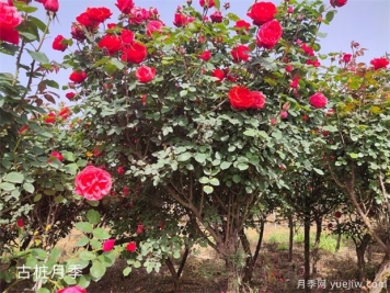 苗木做出這幾點(diǎn)改變，價格能翻20倍