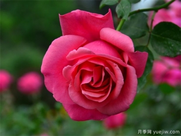 月季簡介，月季繁育和養(yǎng)護方法，延長月季花期的措施