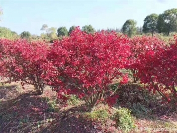 想通過彩葉苗木賺錢，哪些苗木品種最暢銷