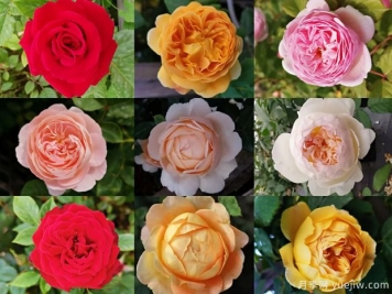 苗木行業(yè)持續(xù)低迷，南陽花農(nóng)還能堅持多久？