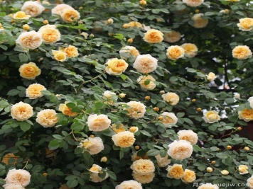 藤本月季不開花怎么辦，藤本月季不開花原因分析