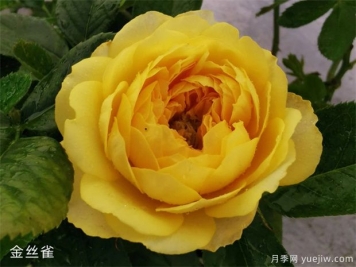 推薦幾個(gè)最耐熱耐曬的陽(yáng)臺(tái)月季品種