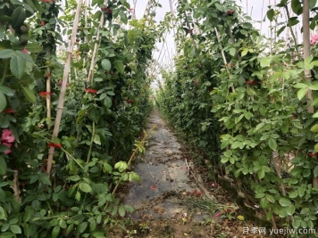 爬藤月季要種多久才會(huì)開花