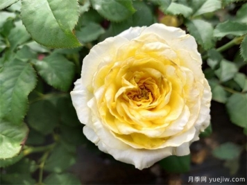 月季花養(yǎng)哪個品種比較好？花友高標(biāo)準(zhǔn)推薦11個