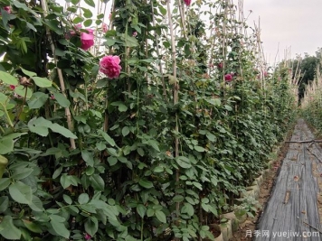 藤本月季的種植和養(yǎng)殖方法